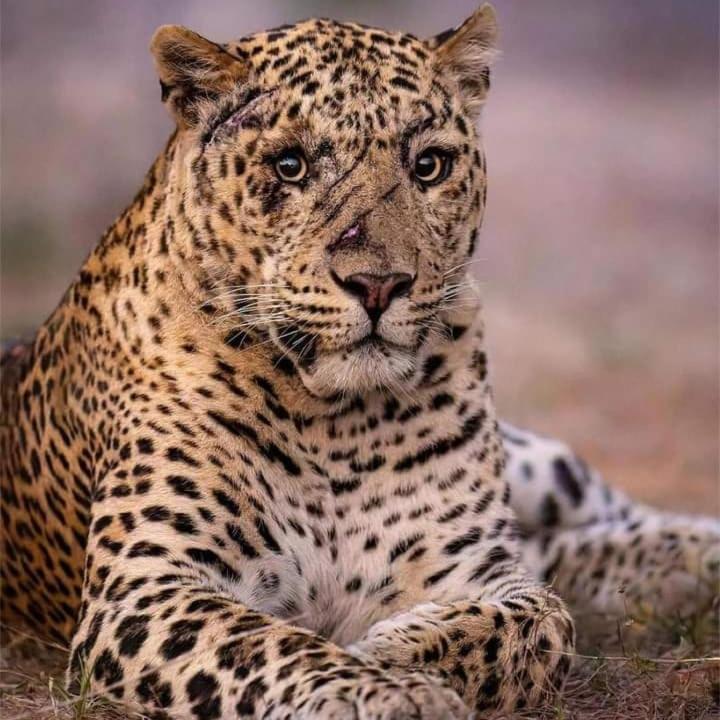 The Bagheera Bagh Jawai Hotel Bera Buitenkant foto