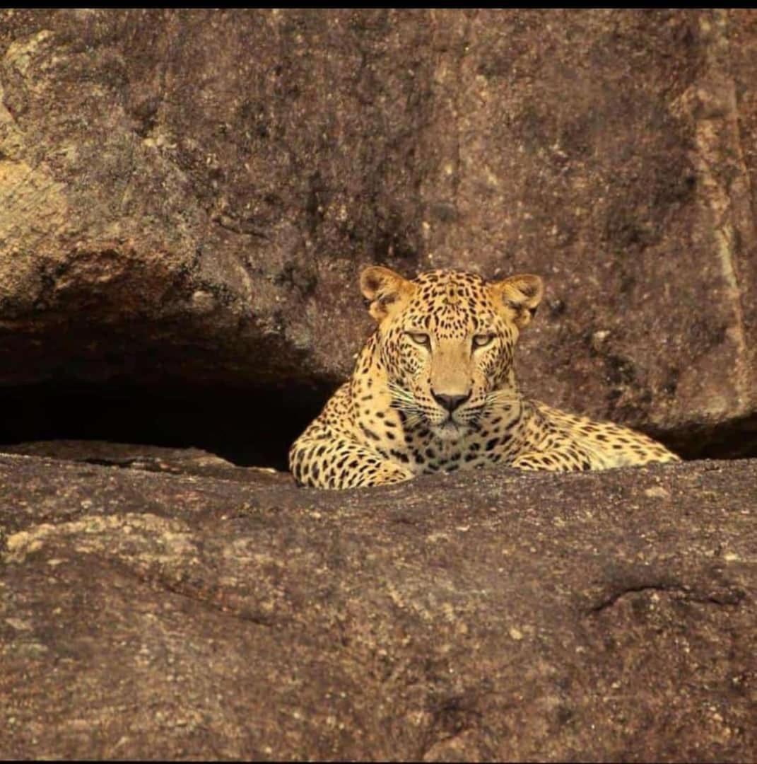 The Bagheera Bagh Jawai Hotel Bera Buitenkant foto